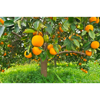Неземной вкус и польза апельсинов с острова Крит