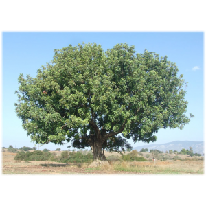 Драгоценное дерево древнего Крита или почему кэроб бесценный